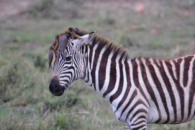 Zebras in der Masai Mara