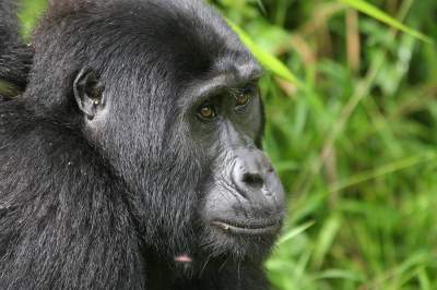 Schimpansen im Nyungwe Nationalpark