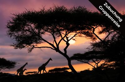 Tansania-Highlights Safari