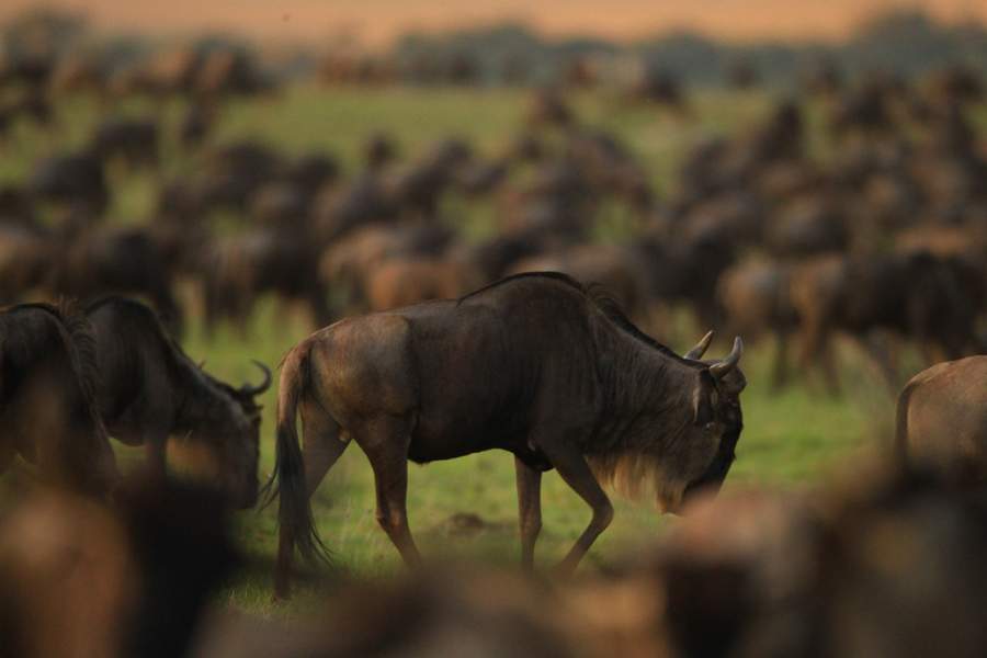 Gnuwanderung in der Masai Mara