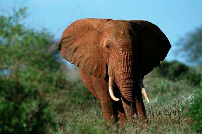 Elefant im Tsavo Nationalpark