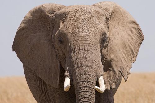 Elefanten und Baobab Safari