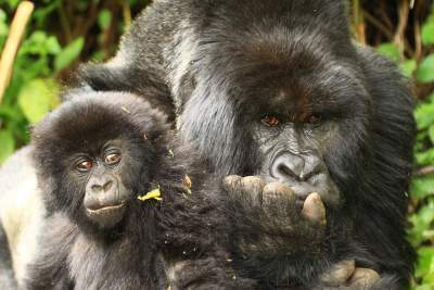 Gorilla im Bwindi (Bild Simon Keller)