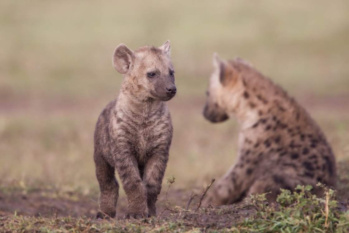 Hyäne im Queen Elisabeth Nationalpark