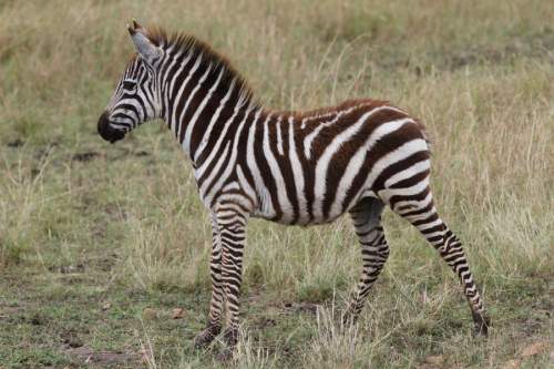 Zebra im Lake Mburo Nationalpark