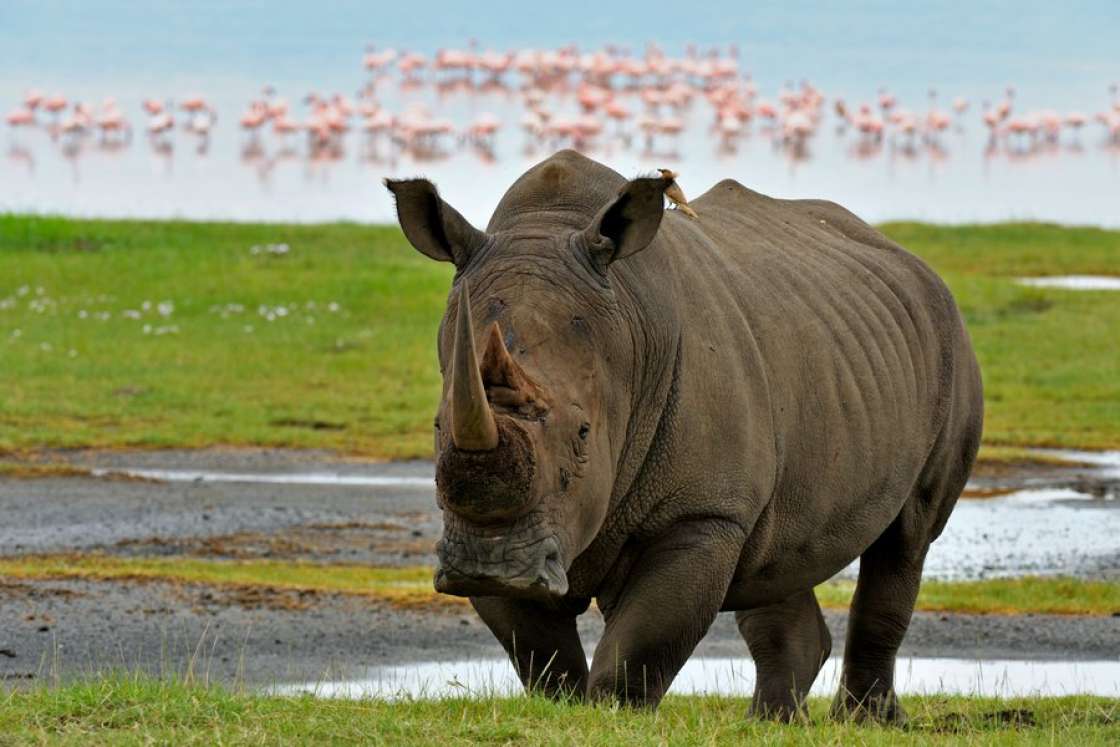 Nashorn am Nakuru See