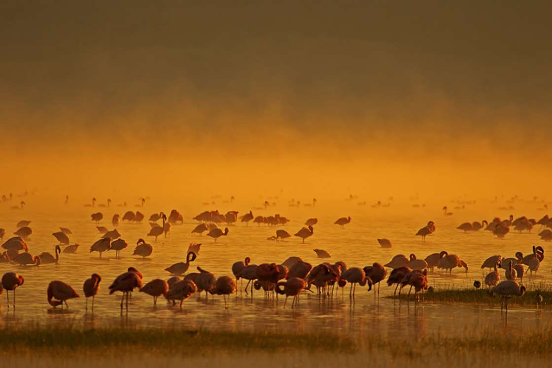 Flamingos am Bogoria See