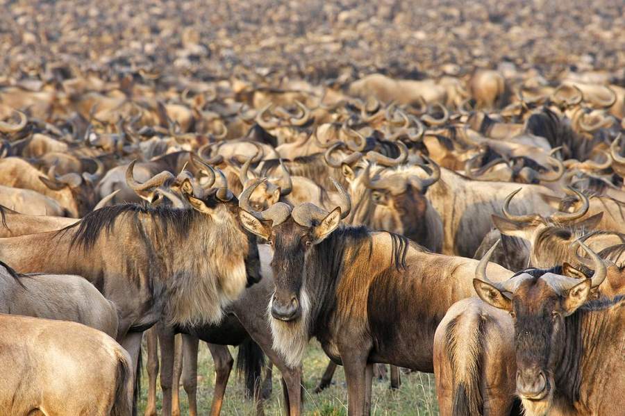 Gnuwanderung in der Masai Mara