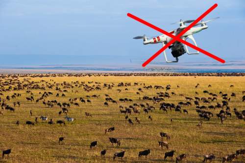 Drohnen Auf Safari