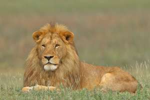 Selous