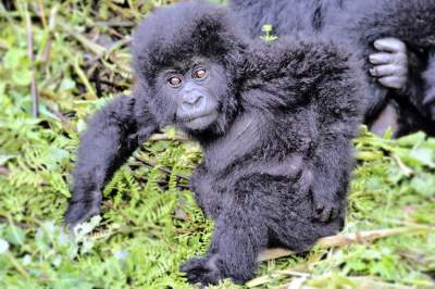 Gorillababy im Mgahinga Gorilla Nationalpark