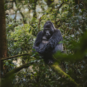 Gorilla