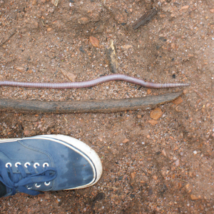 Monster Regenwurm, Alleine schon die Regenwürmer haben eine Länge bis zu 40 Zentimeter und mehr. Kaum vorstellbar in Europa