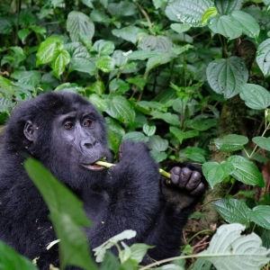 Gorilla Fotogalerie2