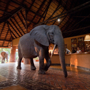 Elefant in der Rezeption