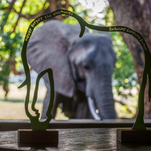 Elefant Bushcamp Company