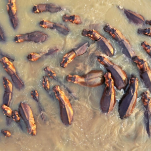 Nilpferde im Fluss