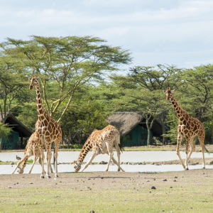Giraffen
