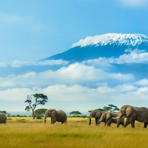 Elefanten Amboseli