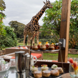 Giraffe