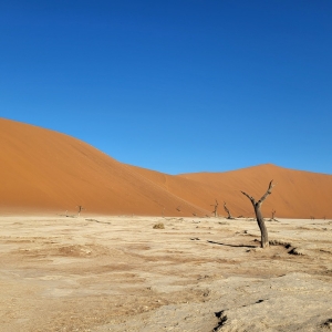 Dead Vlei
