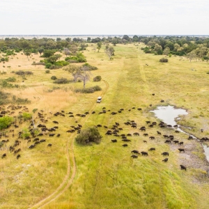 Pirschfahrt Moremi Game Reserve