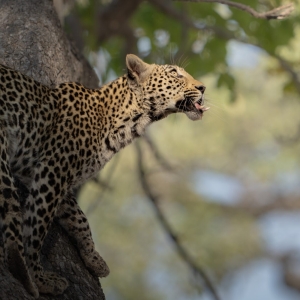 Leopard
