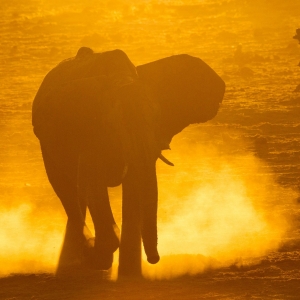 Sonnenuntergang Elefant