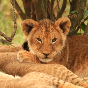 Löwenjunge in Kenia