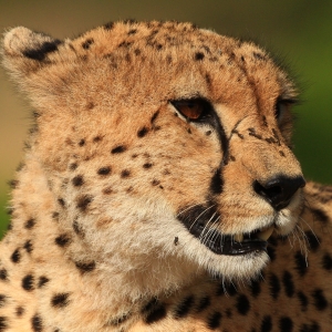 Gepard