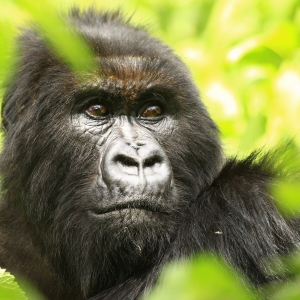 Gorilla
