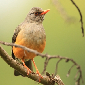 Vogel