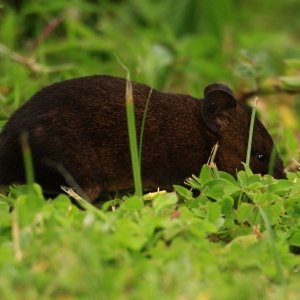 Tierbeobachtung