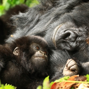Gorilla