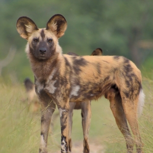 Wildhund