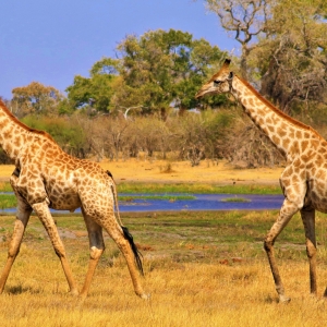 okavango giraffen