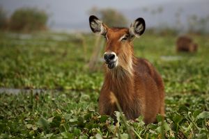 Wasserbock Naivasha