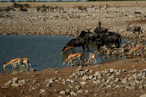 Etosha