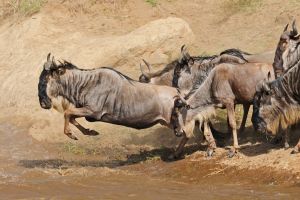 Gnu im Wasser