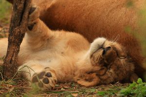 Löwen in der Serengeti