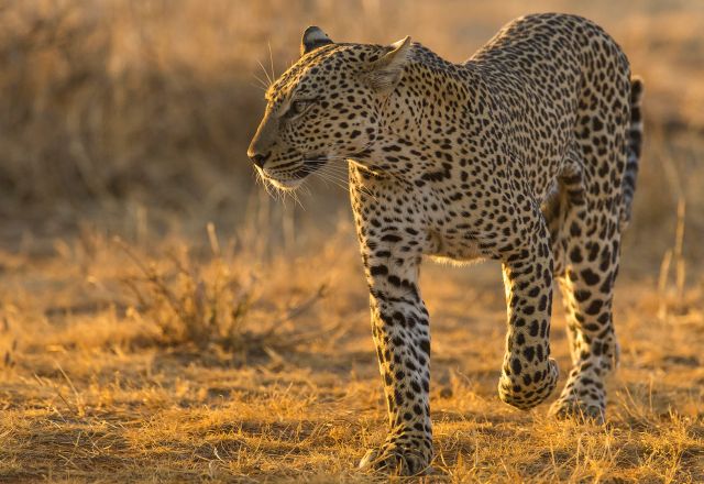 Sambia - Two Rivers Safari