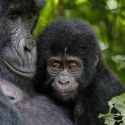 Primaten-Safaris Gorilla