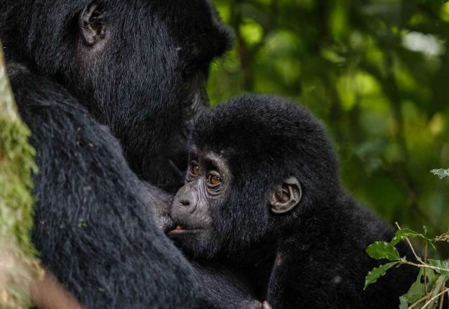 Gorilla - Baby - Boom