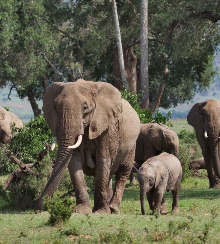 Elefanten im Chobe Nationalpark