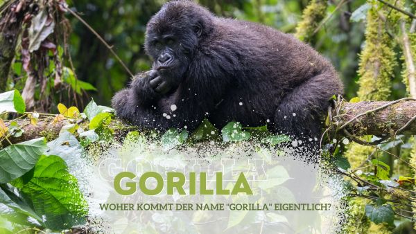 Gorilla