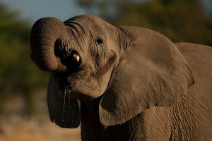 Elefant