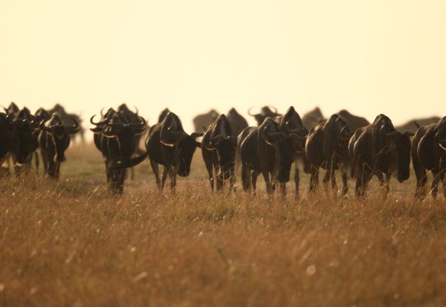 Safari zur Gnuwanderung