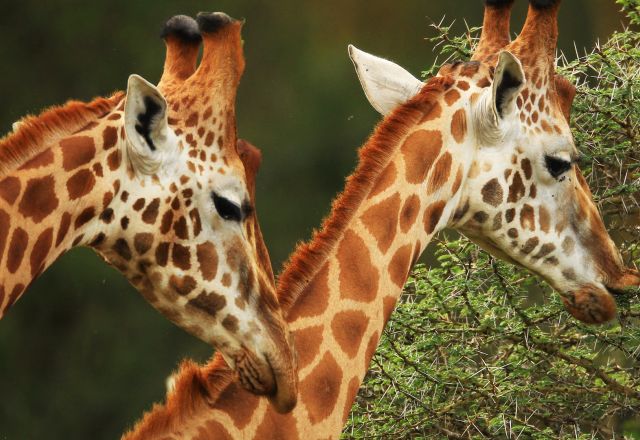 Simbabwe Ultimate Safari