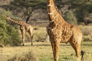 Giraffe Samburu