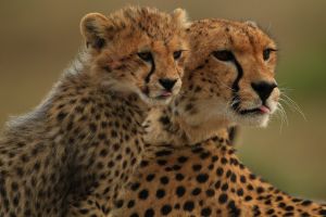 Geparden in der Masai Mara